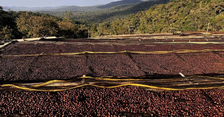 قهوه اتیوپی چیست و چرا خاص است؟