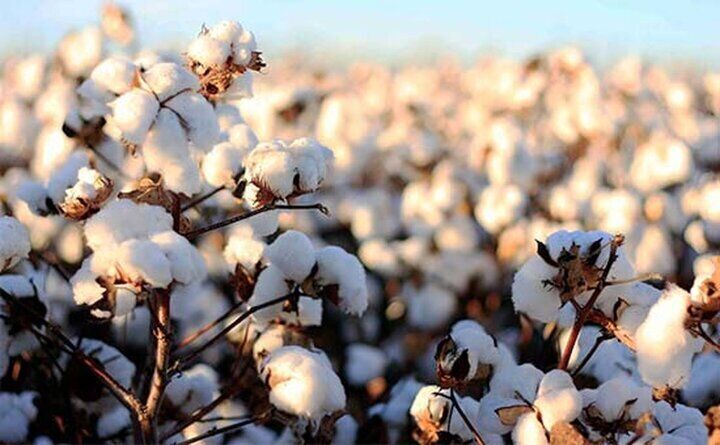 پایان کشت پنبه در ۱۲۰۰ هکتار از اراضی آذربایجان شرقی