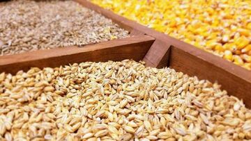 توزیع ۵۰ هزارتن جو با نرخ مصوب در بین تولیدکنندگان
