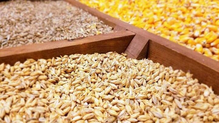 پیشبینی کاهش ۳۰ درصدی زراعت گندم در لرستان پیشبینی کاهش ۳۰ درصدی زراعت گندم در لرستان