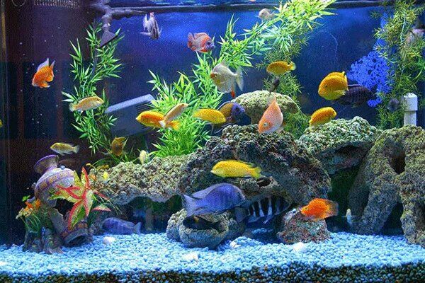 اصفهان؛ قلب صنعت پرورش ماهیان تزئینی ایران با ظرفیت جهانی |تکمیل زنجیره ارزش کلید توسعه اصفهان؛ قلب صنعت پرورش ماهیان تزئینی ایران با ظرفیت جهانی |تکمیل زنجیره ارزش کلید توسعه