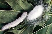 توزیع ۱.۳ میلیون قلمه توت برای توسعه نوغانداری