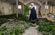 پیش بینی تولید ۱۴۰۰ تن پیله تر ابریشم در پرورش بهاره امسال