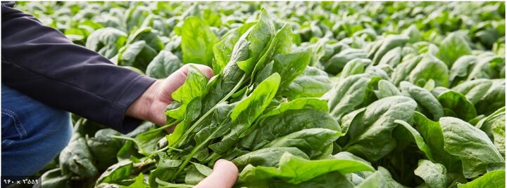 ارزش ۰.۷۲ میلیارد دلاری بازار جهانی اسفناج در سال ۲۰۲۵ ارزش ۰.۷۲ میلیارد دلاری بازار جهانی اسفناج در سال ۲۰۲۵