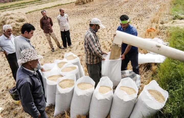 دلالان میخواهند قیمت برنج را به بالای ۴۰۰ هزار تومان برسانند دلالان میخواهند قیمت برنج را به بالای ۴۰۰ هزار تومان برسانند