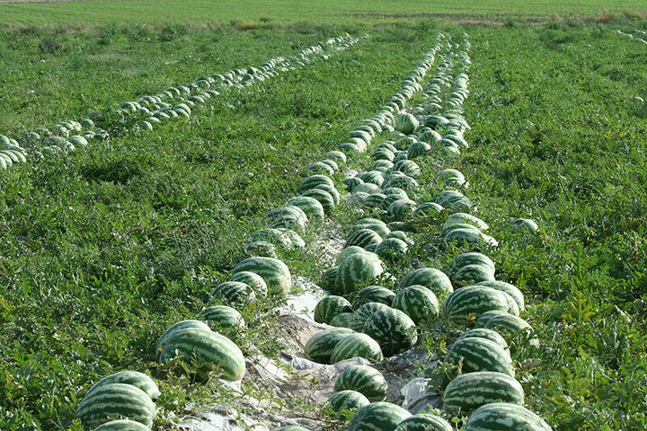 آغاز برداشت هندوانه شب یلدا از ۲ هزار هکتار اراضی جاسک