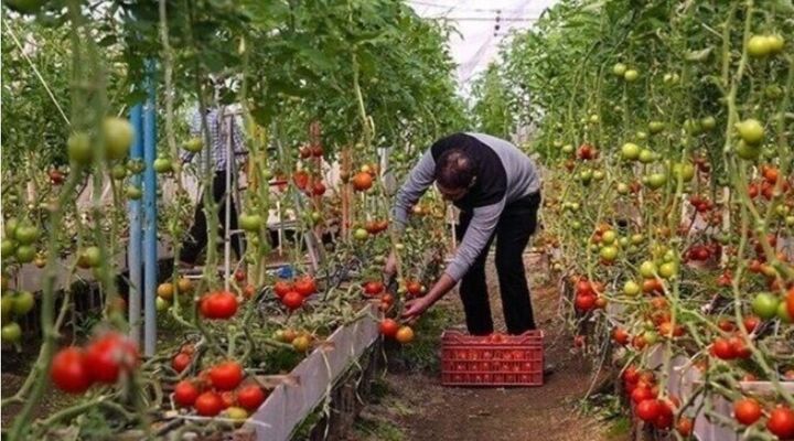 هدف‌گذاری امنیت غذایی و اقتصاد مقاومتی با اتکا به دانش بومی