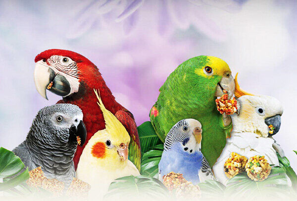 تجارت رنگارنگ «پرندگان زینتی»؛ تجارتی پرسود روی لبه قانون