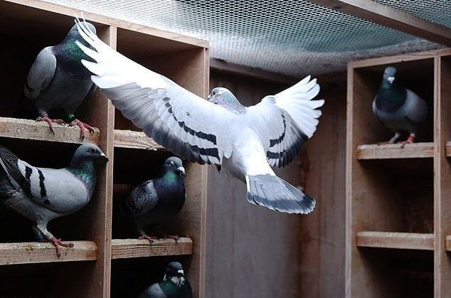 تجارت رنگارنگ «پرندگان زینتی»؛ تجارتی پرسود روی لبه قانون