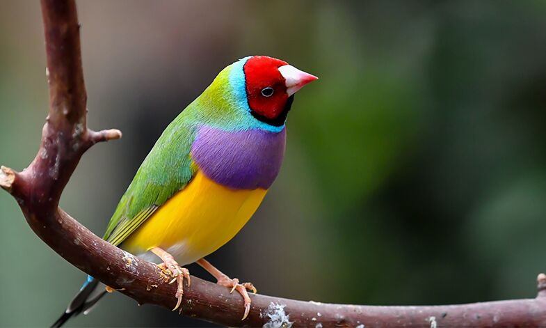 تجارت رنگارنگ «پرندگان زینتی»؛ تجارتی پرسود روی لبه قانون