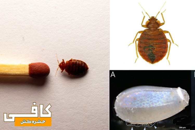 تصویری از اندازه ساس تختخواب Bedbugs
