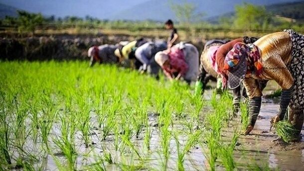 ممنوعیت کشت برنج در مناطق معتدل و سردسیر کرمانشاه