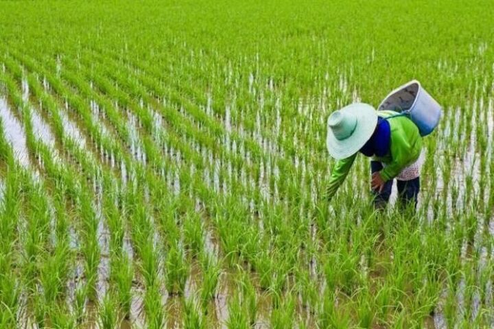 برنج‌های موجود در مازندران برابر قانون در سامانه جامع انبارها ثبت شود
