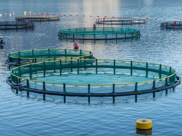 هدف‌گذاری تولید ۵ هزار تن ماهی دریایی در قفس در خوزستان