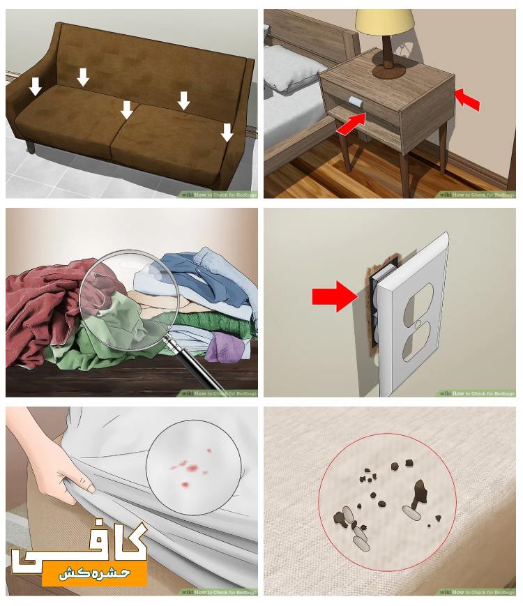 علائم حضور ساس در منزل - مخفیگاه های ساس در خانه