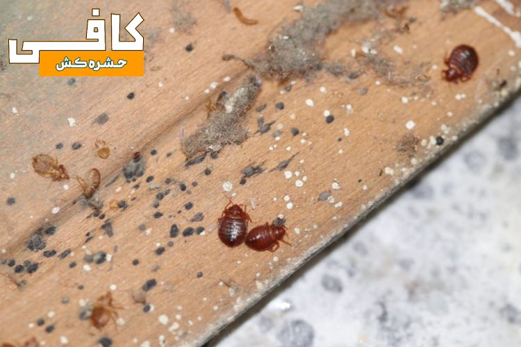 حشره ساس
