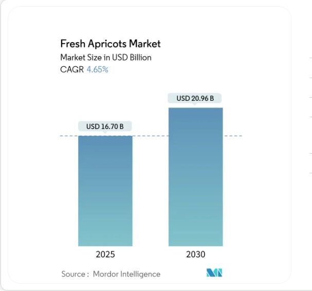 تسلط کشورهای خاورمیانه بر تولید جهانی زردآلو؛ جایگاه ایران در بازار جهانی کجاست؟ تسلط کشورهای خاورمیانه بر تولید جهانی زردآلو؛ جایگاه ایران در بازار جهانی کجاست؟