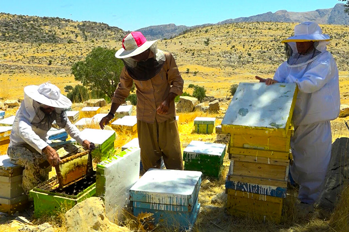 برداشت عسل مراغه؛ بهترین عسل ایران در راه بازار