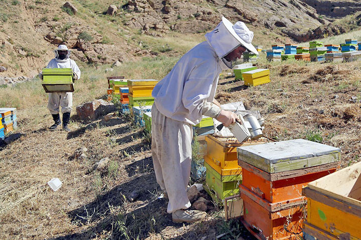 برداشت عسل مراغه؛ بهترین عسل ایران در راه بازار