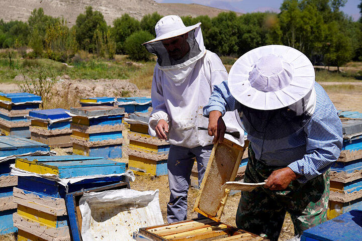 برداشت عسل مراغه؛ بهترین عسل ایران در راه بازار برداشت عسل مراغه؛ بهترین عسل ایران در راه بازار