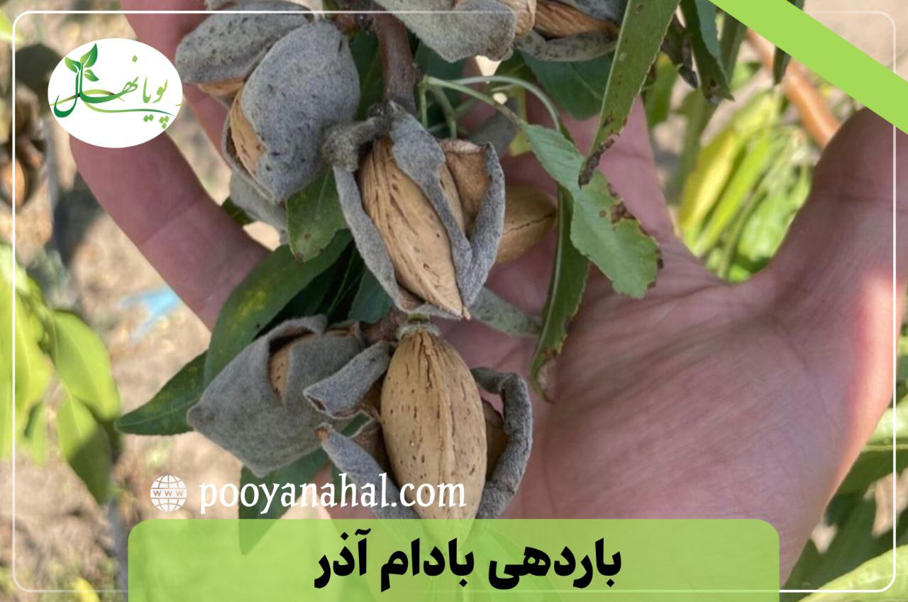 مقایسه ارقام تجاری بادام: تونو در برابر آذر؛ کدام یک برای شما مناسب‌ تر است؟