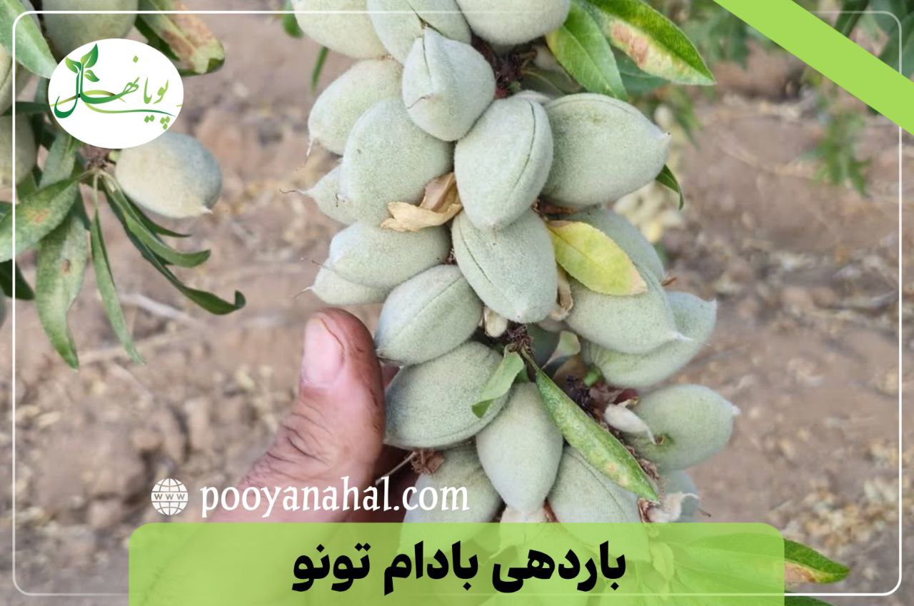 مقایسه ارقام تجاری بادام: تونو در برابر آذر؛ کدام یک برای شما مناسب تر است؟