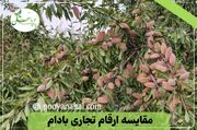 مقایسه ارقام تجاری بادام: تونو در برابر آذر؛ کدام یک برای شما مناسب‌ تر است؟