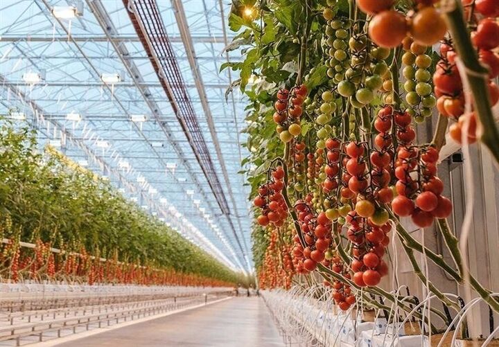 خسارت ۱۰ هزار میلیارد تومانی قطعی برق به گلخانه‌های کشور