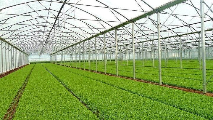 فعالیت ۳۰۰ واحد گلخانه ای در آذربایجان غربی