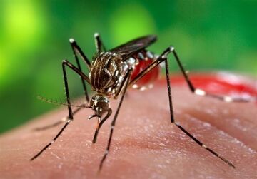 هشدار دانشگاه علوم‌پزشکی:  ۱۳۸ مورد تب دانگی در هرمزگان ثبت شد