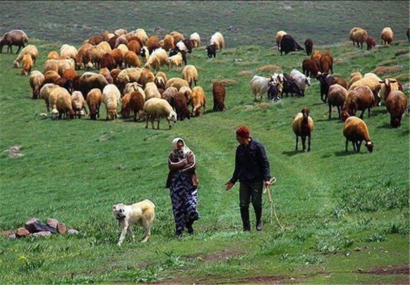 عشایر خراسان جنوبی ۴ هزار و ۵۰۰ تن گوشت و لبنیات تولید کردند