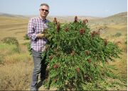 نهال‌های کشت بافتی سماق بومی آذربایجان در سال ۱۴۰۴ به باردهی اقتصادی رسیدند