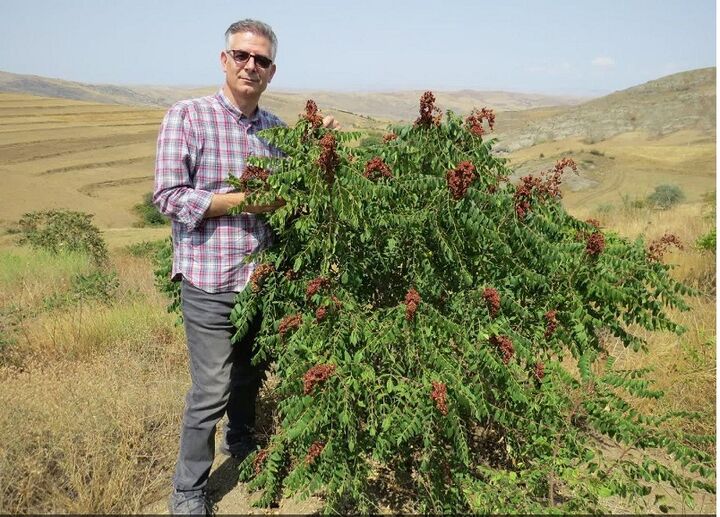 نهال‌های کشت بافتی سماق بومی آذربایجان در سال ۱۴۰۴ به باردهی اقتصادی رسیدند