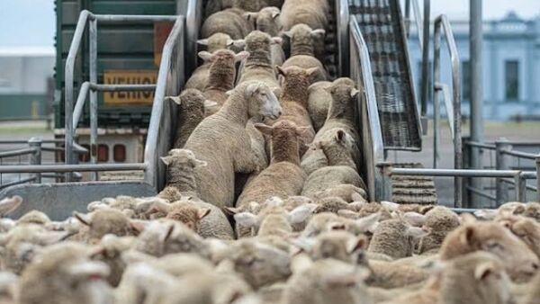 رسوایی یک کشور عربی برای صادرات گوشت به اسرائیل