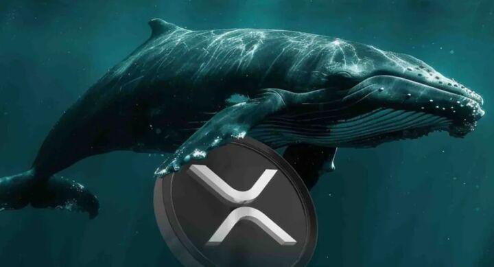 هشدار در پرونده ETF جدید ریپل؛ خطر دستکاری نهنگ‌ها بازار XRP را تهدید می‌کند