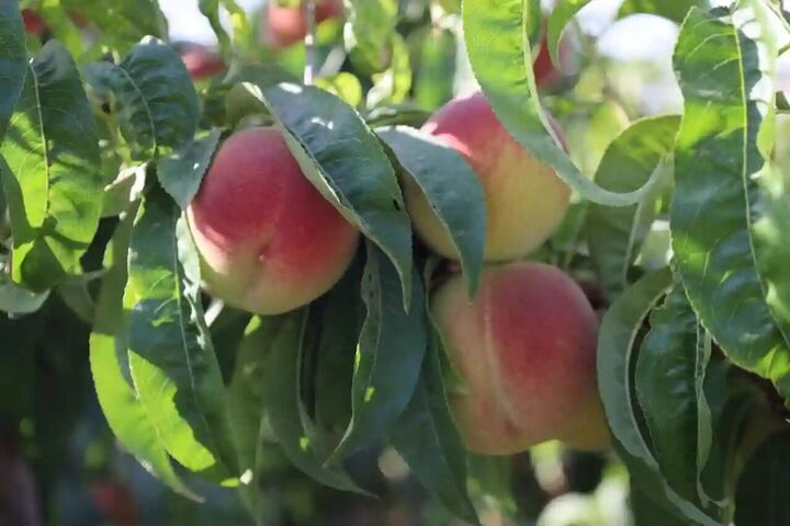 فیلم رنگ‌آمیزی هلو مربوط به رشت نیست