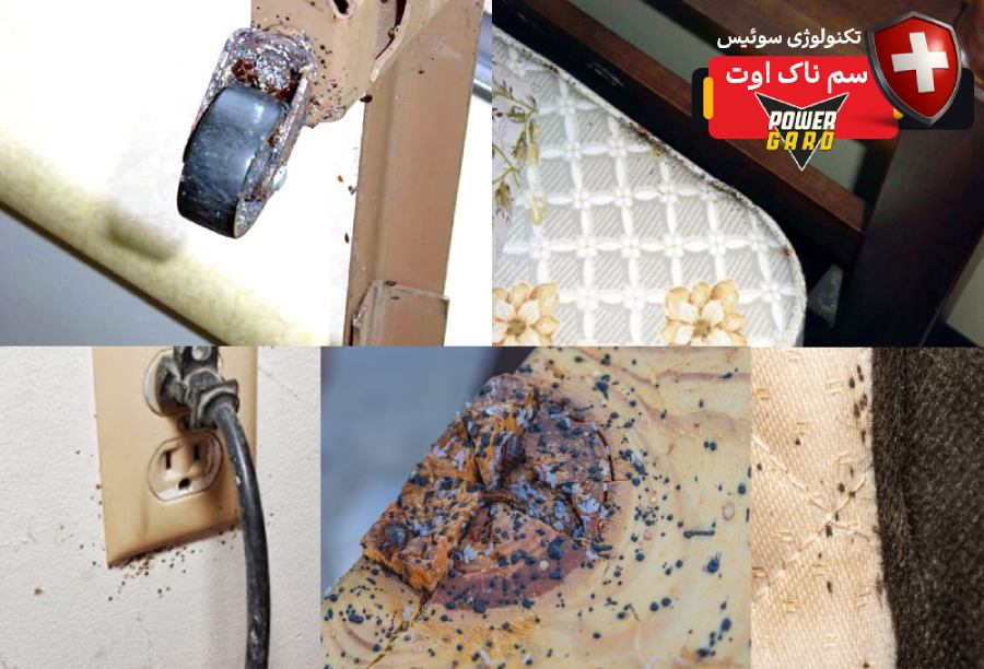 پیدا کردن مخفیگاه ساس