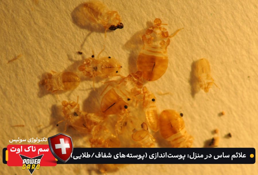 علائم ساس در منزل : پوستاندازی (پوستههای شفاف/طلایی) در مخفیگاهها