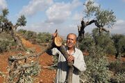 تحریم محصول زیتون در فلسطین؛ استراتژی ۷۷ ساله رژیم صهیونیستی