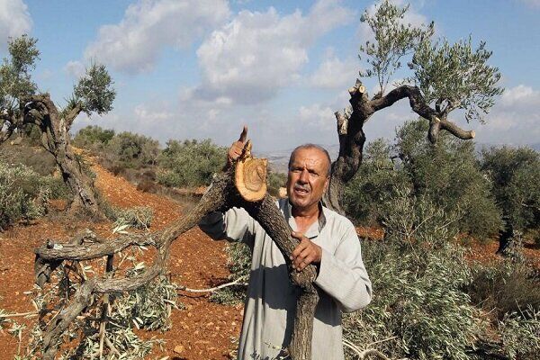 تحریم محصول زیتون در فلسطین؛ استراتژی ۷۷ ساله رژیم صهیونیستی