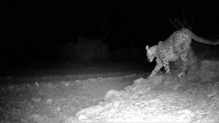 حضور ۳ پلنگ ایرانی در پناهگاه حیات وحش عباس آباد ثبت شد حضور ۳ پلنگ ایرانی در پناهگاه حیات وحش عباس آباد ثبت شد