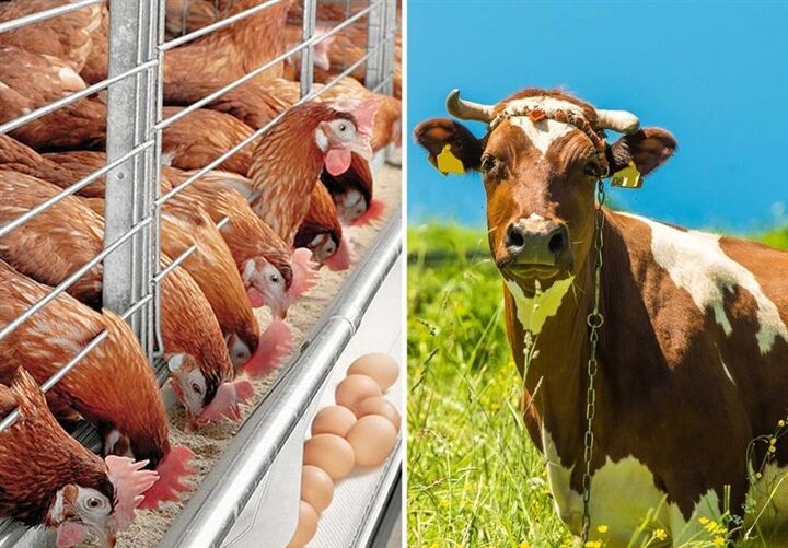 ۳۰۰ میلیون یورو برای واردات نهاده های دامی تزریق شد