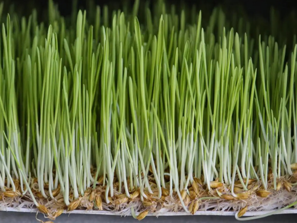 درآمد تولید علوفه هیدروپونیک، هرآنچه قبل از شروع باید بدانید