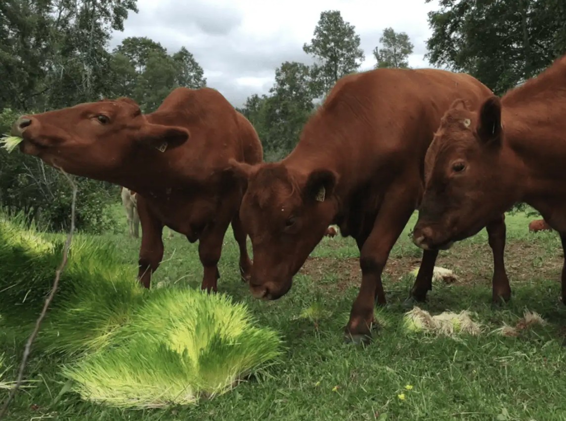 درآمد تولید علوفه هیدروپونیک، هرآنچه قبل از شروع باید بدانید