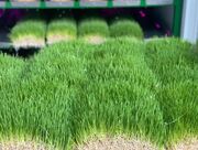 درآمد تولید علوفه هیدروپونیک، هرآنچه قبل از شروع باید بدانید