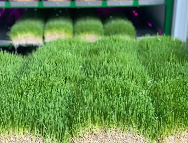 درآمد تولید علوفه هیدروپونیک، هرآنچه قبل از شروع باید بدانید