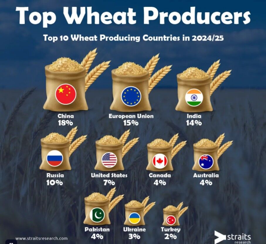کاهش ۲۲درصدی ارزش فروش جهانی گندم در سال ۲۰۲۴؛ عواملی که تولید جهانی گندم را تهدید میکند کاهش ۲۲درصدی ارزش فروش جهانی گندم در سال ۲۰۲۴؛ عواملی که تولید جهانی گندم را تهدید میکند