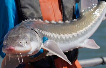 تغییر جنسیت ماهی خاویاری در ژاپن