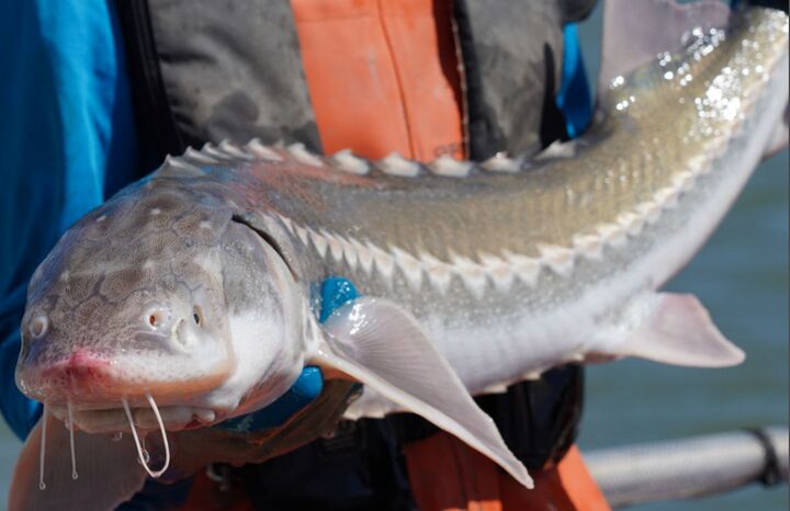 تغییر جنسیت ماهی خاویاری در ژاپن