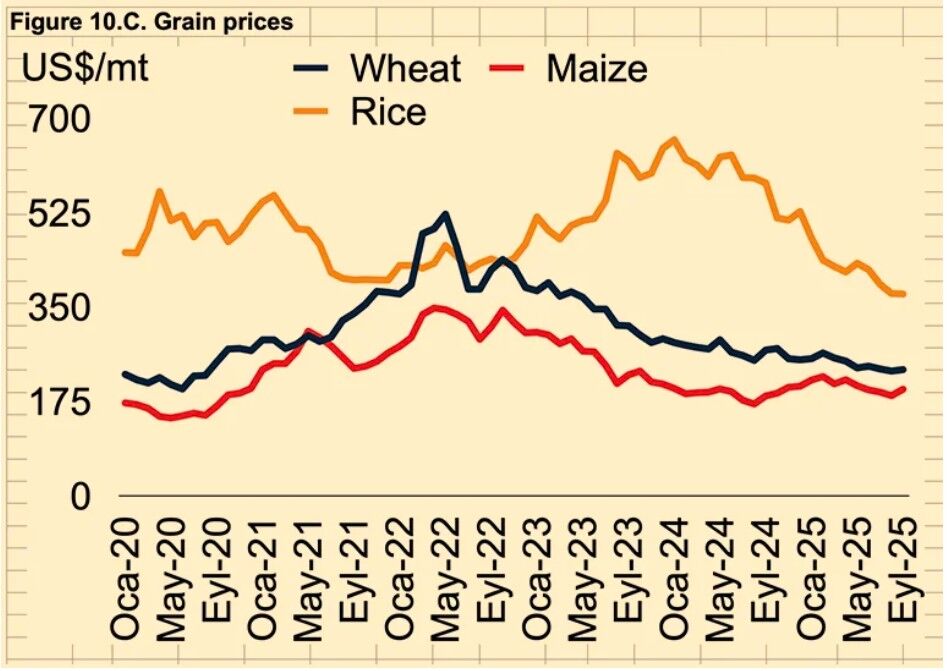 پیش بینی کاهش قیمتها در بازار جهانی غلات در سال ۲۰۲۶ پیش بینی کاهش قیمتها در بازار جهانی غلات در سال ۲۰۲۶